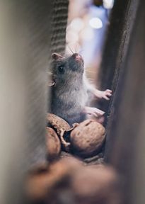 Mouse