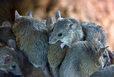 Rodents